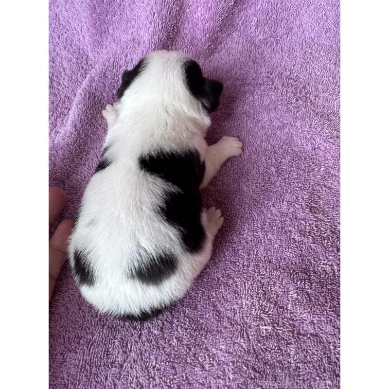 販売中の栃木県のチワワ(ロングコート)-426694の2枚目