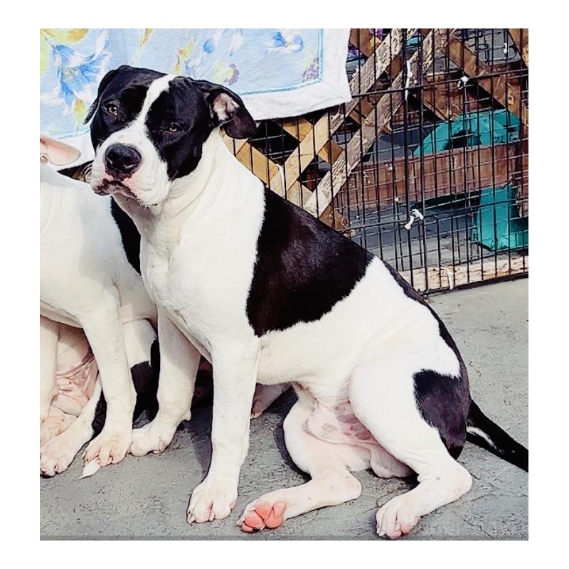 販売中の神奈川県のアメリカンピットブルテリア-417042