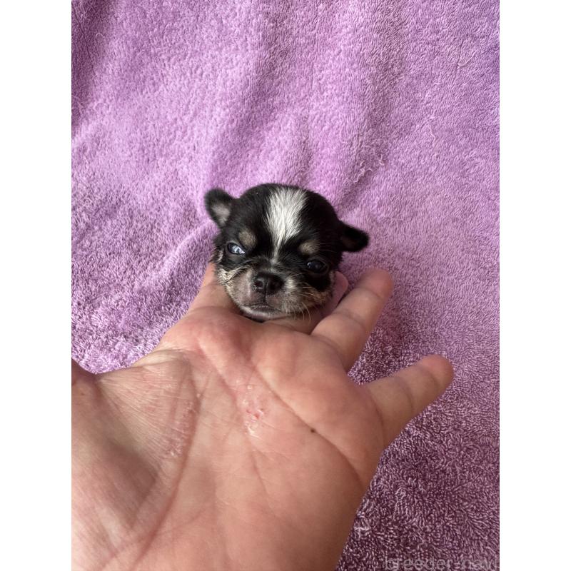 販売中の栃木県のチワワ(スムースコート)-426695の3枚目