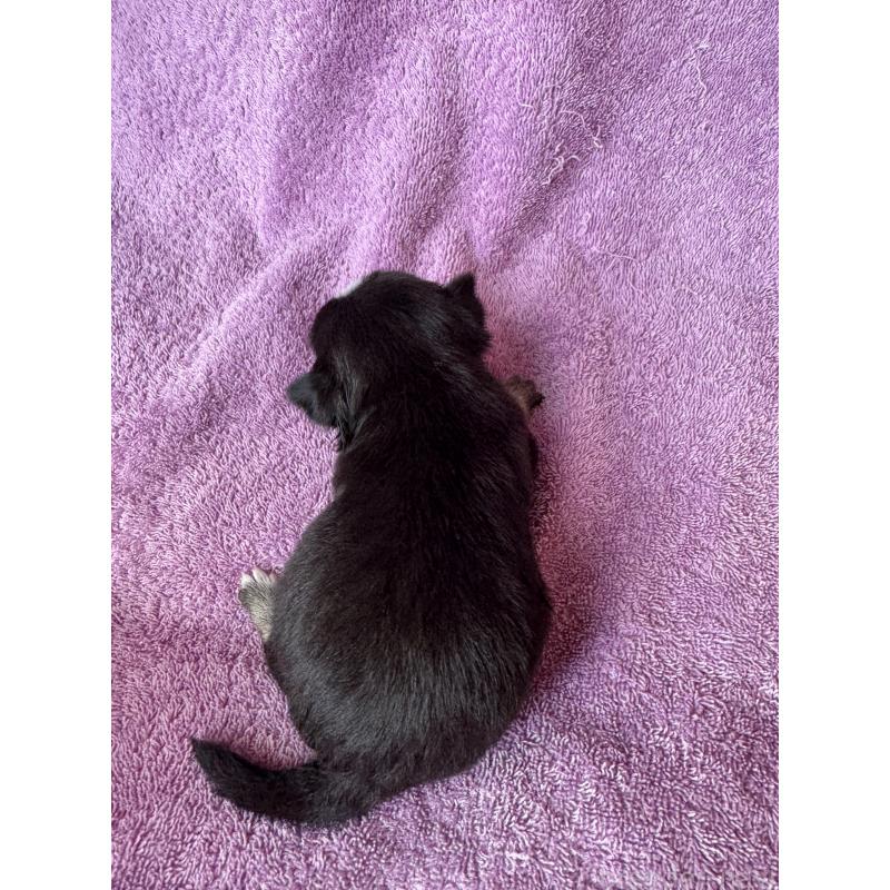 販売中の栃木県のチワワ(スムースコート)-426695の2枚目