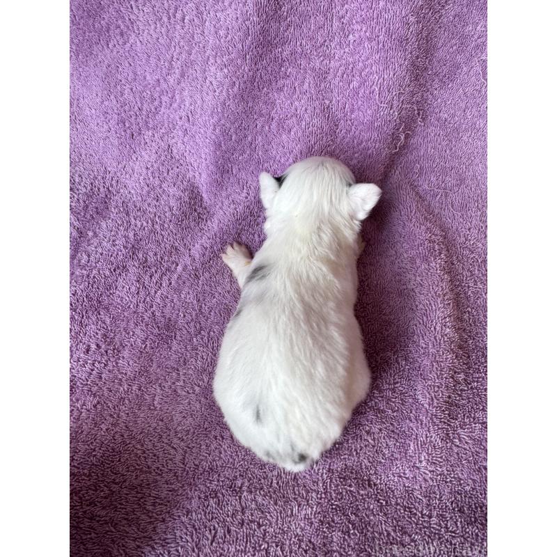 販売中の栃木県のチワワ(ロングコート)-426696の2枚目