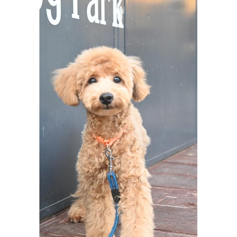 販売中の山口県のトイプードル-426698の6枚目