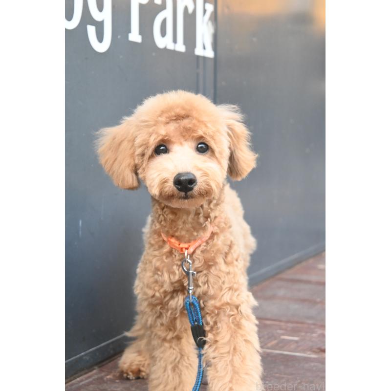 販売中の山口県のトイプードル-426698の5枚目