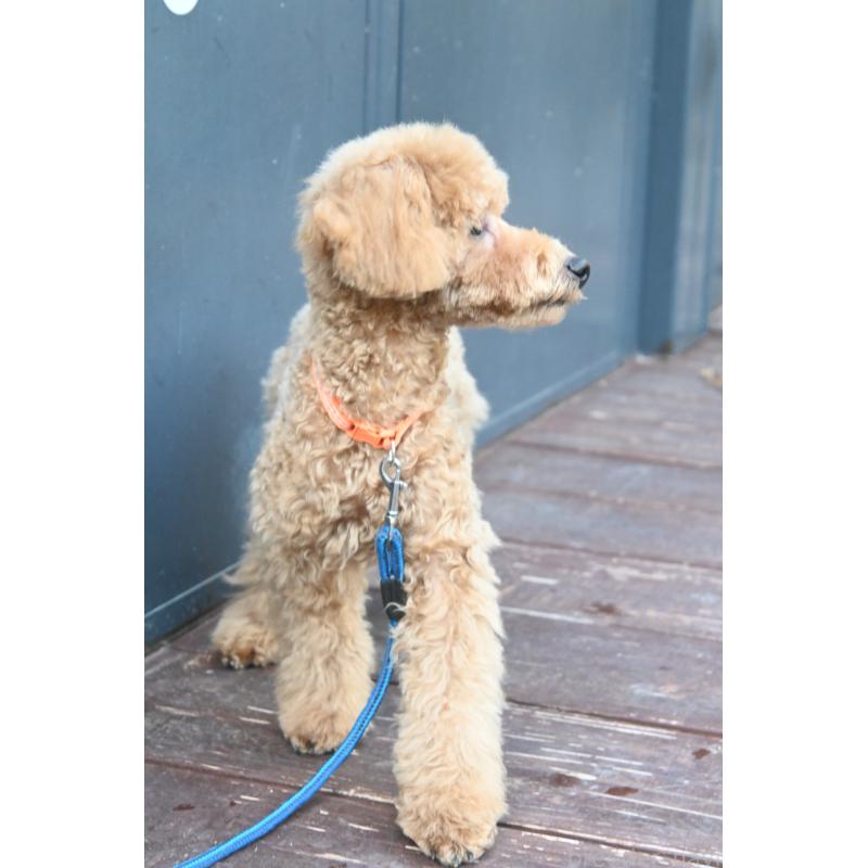 販売中の山口県のトイプードル-426698の4枚目