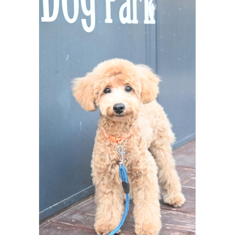 販売中の山口県のトイプードル-426698の3枚目