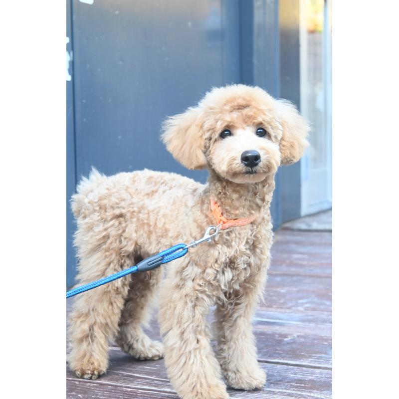 販売中の山口県のトイプードル-426698の2枚目