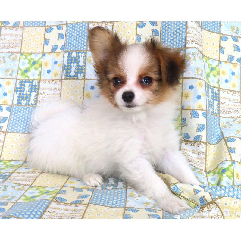 成約済の千葉県のパピヨン-416475の13枚目