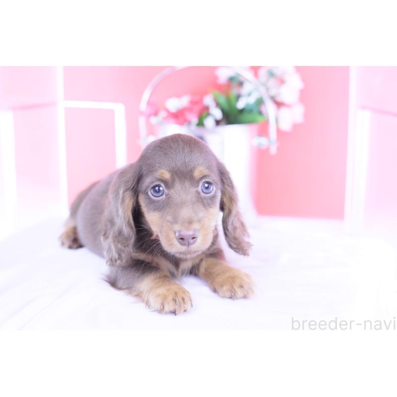 販売中の愛知県のカニンヘンダックスフンド(ロングヘアード)-421521の9枚目