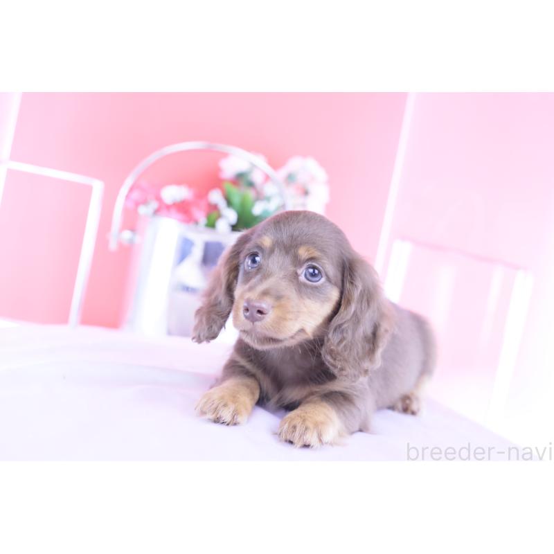 販売中の愛知県のカニンヘンダックスフンド(ロングヘアード)-421521の8枚目