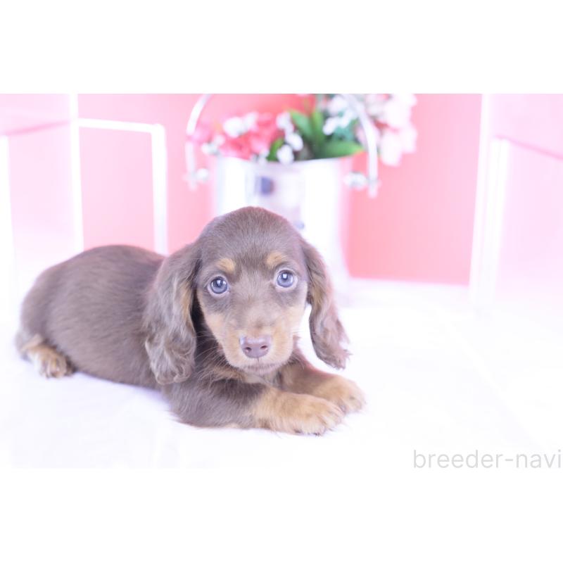販売中の愛知県のカニンヘンダックスフンド(ロングヘアード)-421521の6枚目