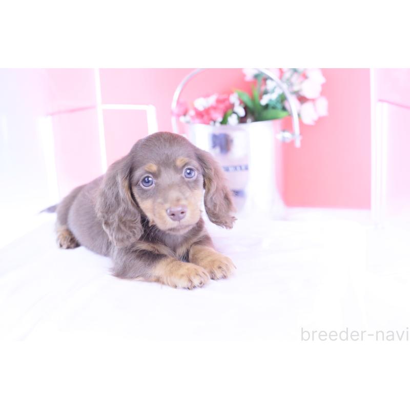 販売中の愛知県のカニンヘンダックスフンド(ロングヘアード)-421521の5枚目