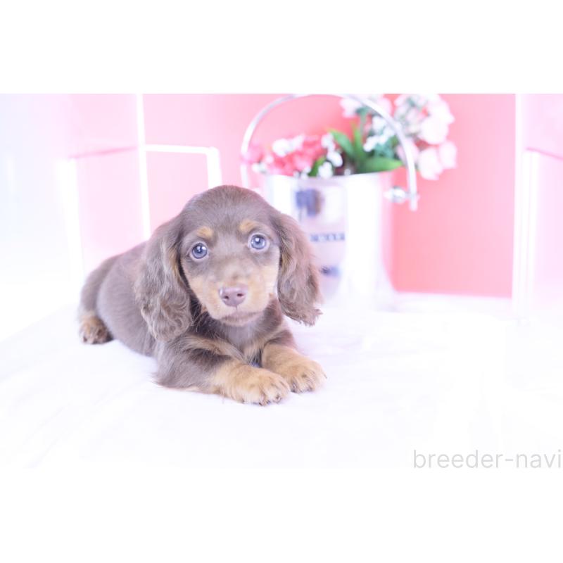 販売中の愛知県のカニンヘンダックスフンド(ロングヘアード)-421521の4枚目
