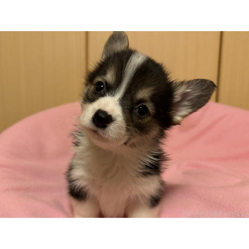 販売中の岡山県のウェルシュコーギーペンブローク-426700の5枚目