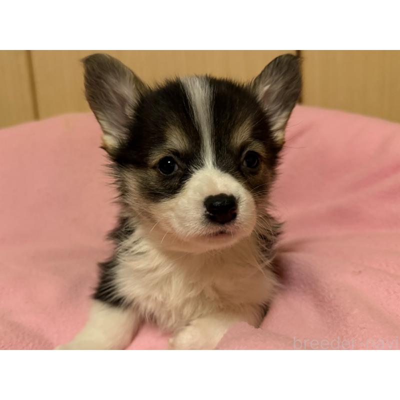 販売中の岡山県のウェルシュコーギーペンブローク-426700の4枚目