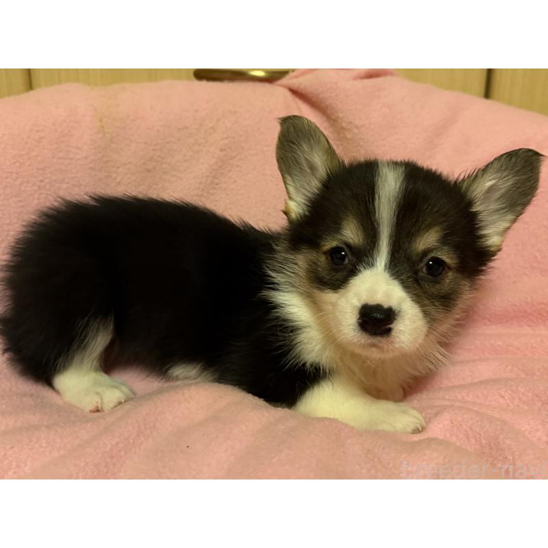 販売中の岡山県のウェルシュコーギーペンブローク-426700の3枚目