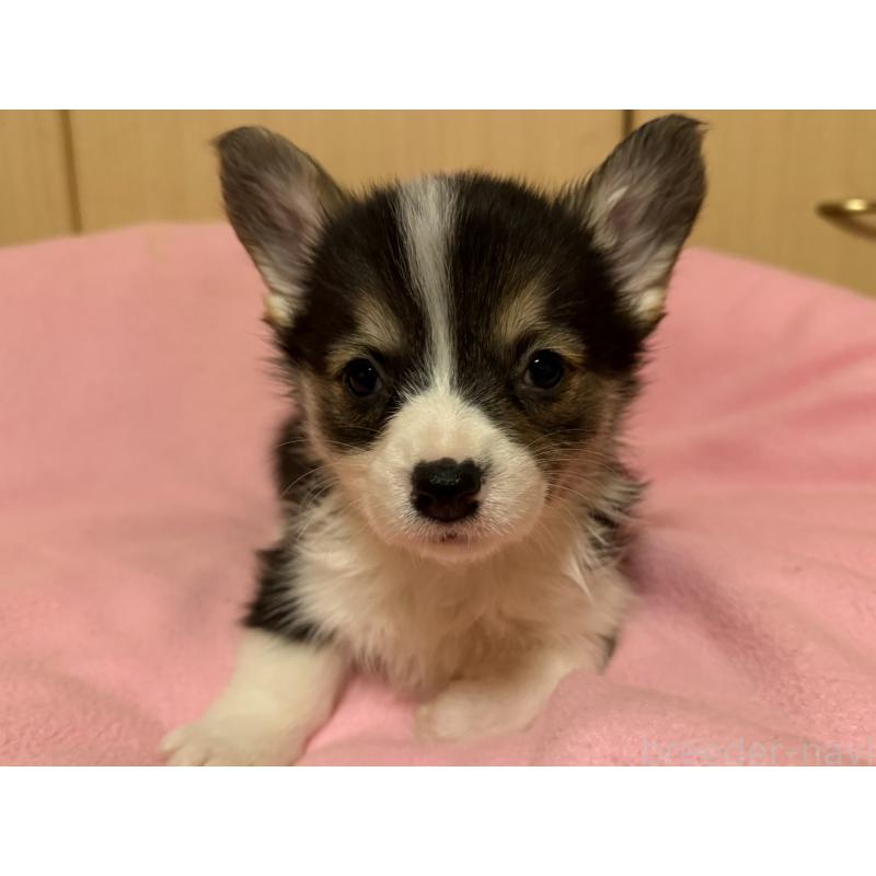 販売中の岡山県のウェルシュコーギーペンブローク-426700の2枚目