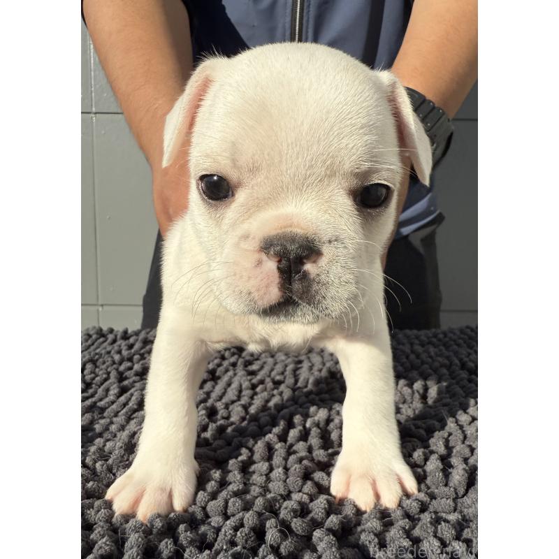 販売中の愛知県のフレンチブルドッグ-426699の1枚目