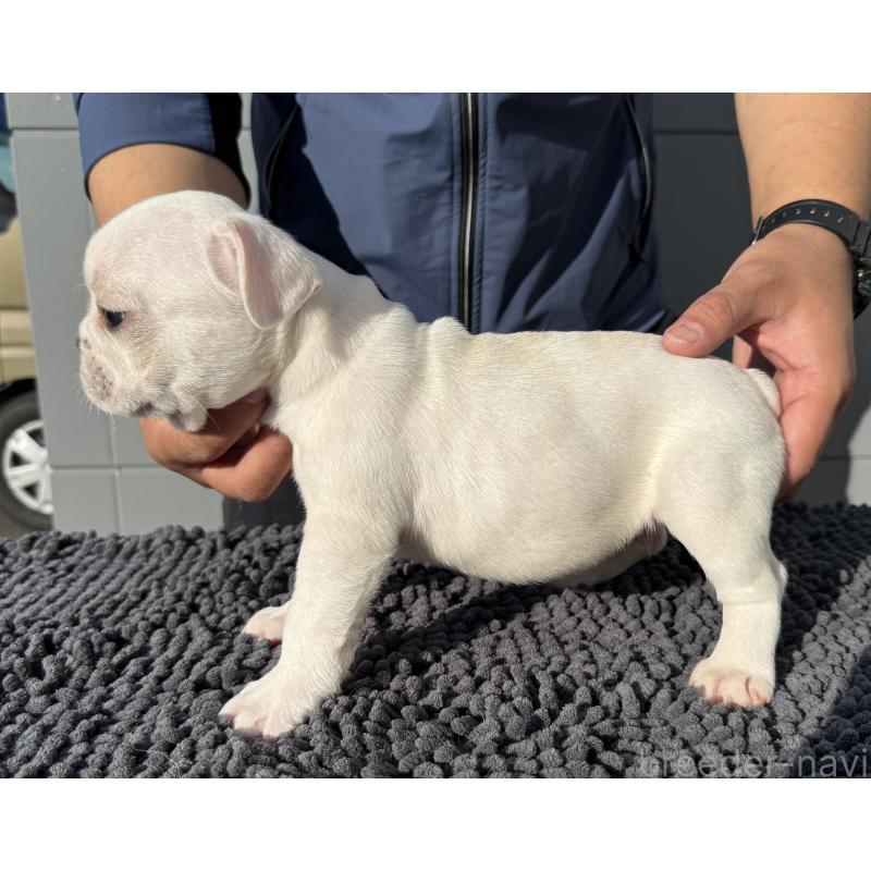 販売中の愛知県のフレンチブルドッグ-426699の3枚目
