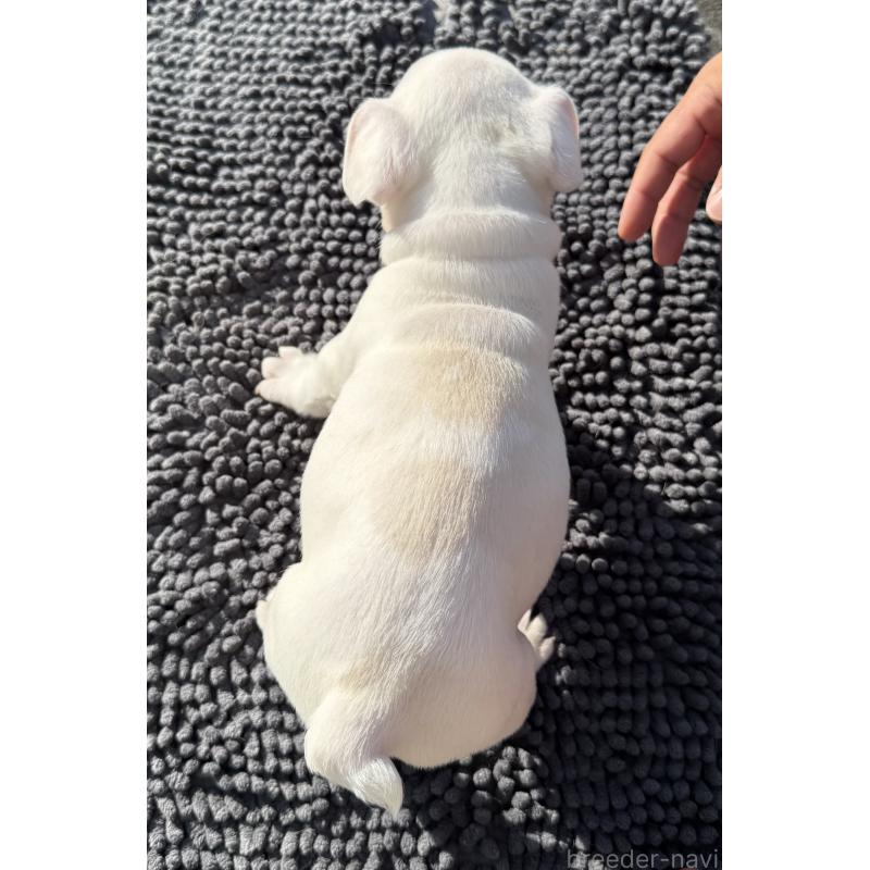 販売中の愛知県のフレンチブルドッグ-426699の2枚目