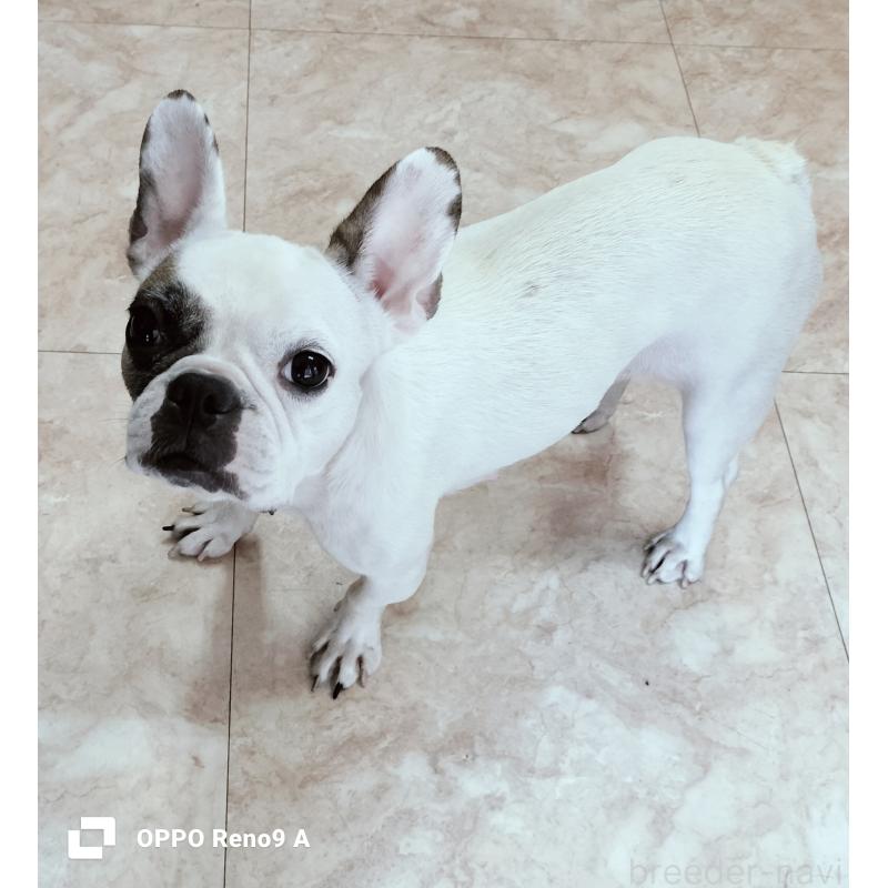 販売中の沖縄県のフレンチブルドッグ-426701の1枚目
