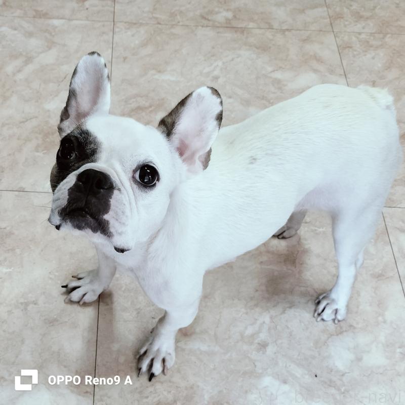 販売中の沖縄県のフレンチブルドッグ-426701の6枚目