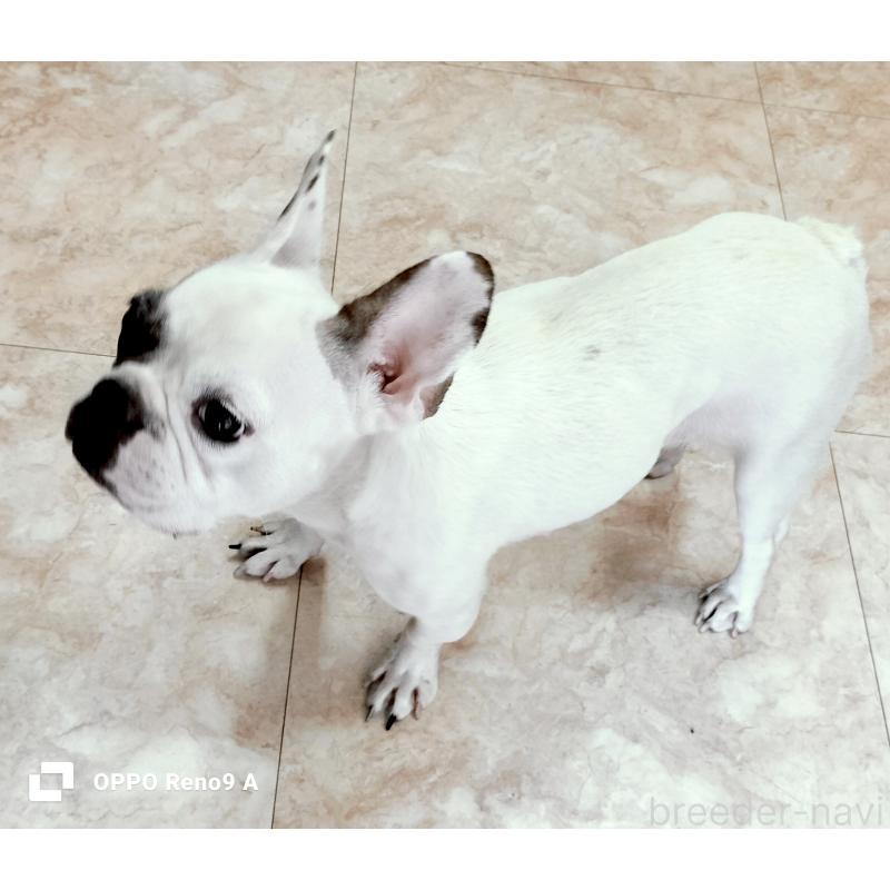 販売中の沖縄県のフレンチブルドッグ-426701の5枚目