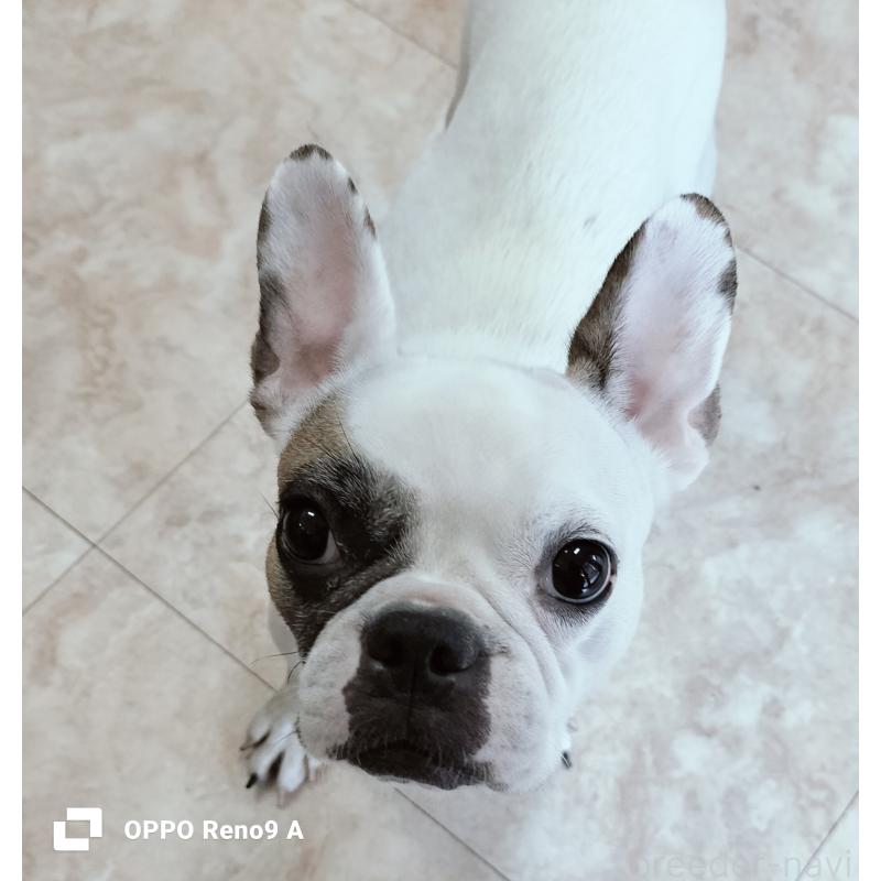 販売中の沖縄県のフレンチブルドッグ-426701の4枚目