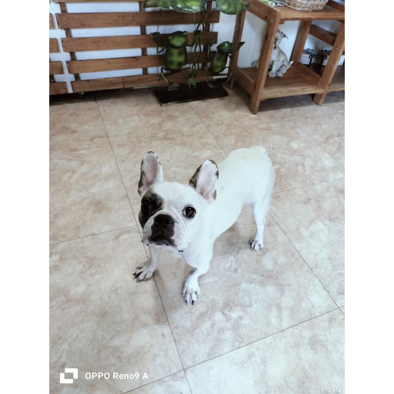 販売中の沖縄県のフレンチブルドッグ-426701の3枚目