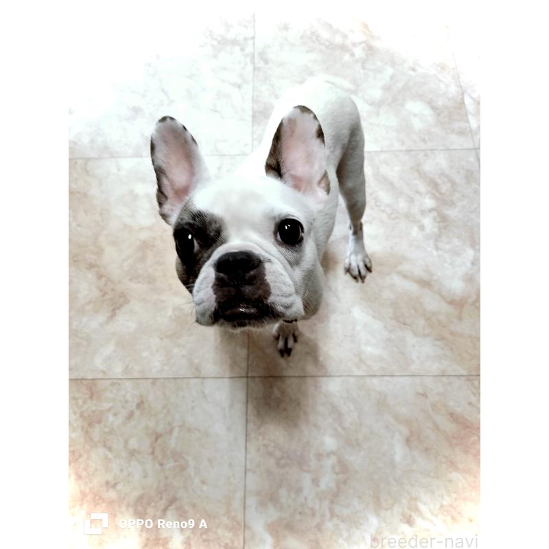 販売中の沖縄県のフレンチブルドッグ-426701の2枚目