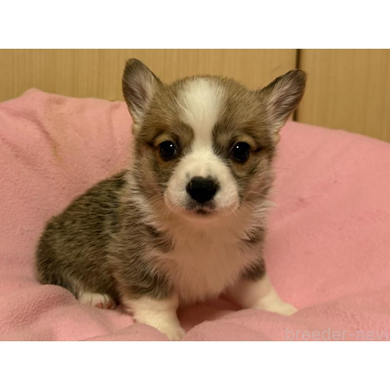 販売中の岡山県のウェルシュコーギーペンブローク-426702の4枚目