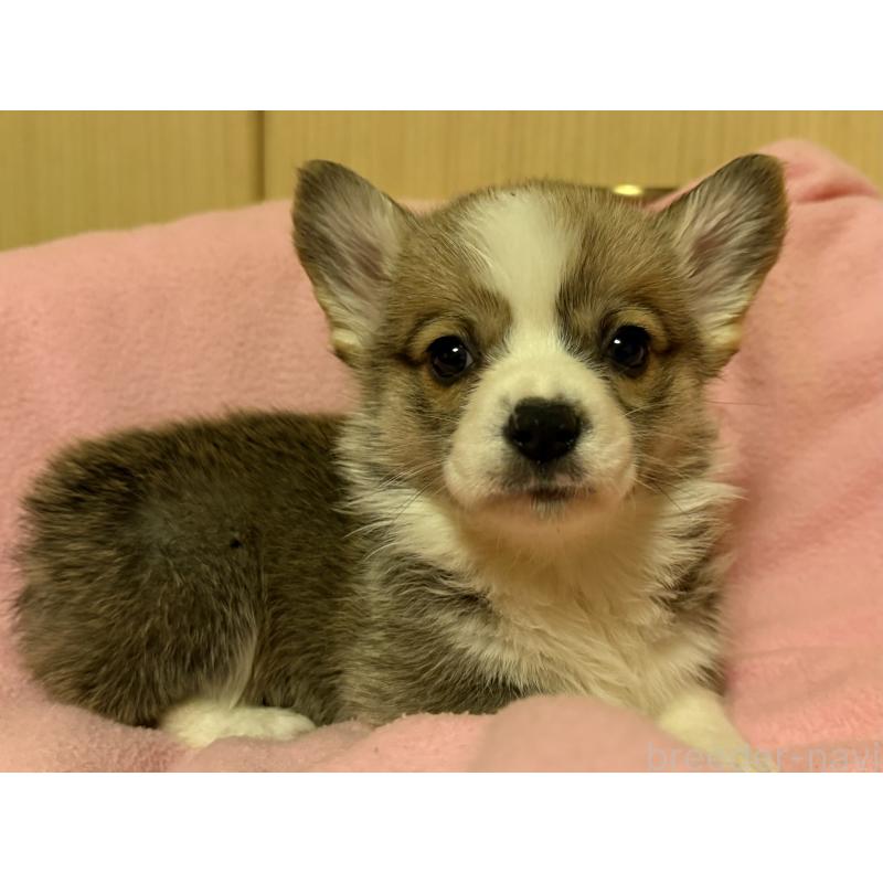 販売中の岡山県のウェルシュコーギーペンブローク-426702の3枚目