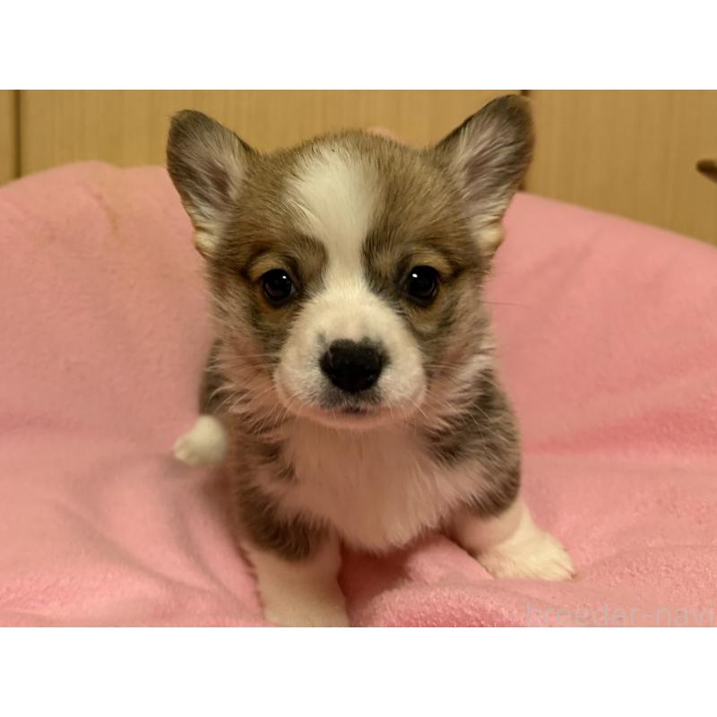 販売中の岡山県のウェルシュコーギーペンブローク-426702の2枚目