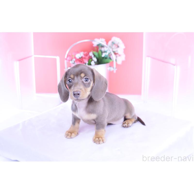 商談中の愛知県のカニンヘンダックスフンド(スムースヘアード)-421658の15枚目