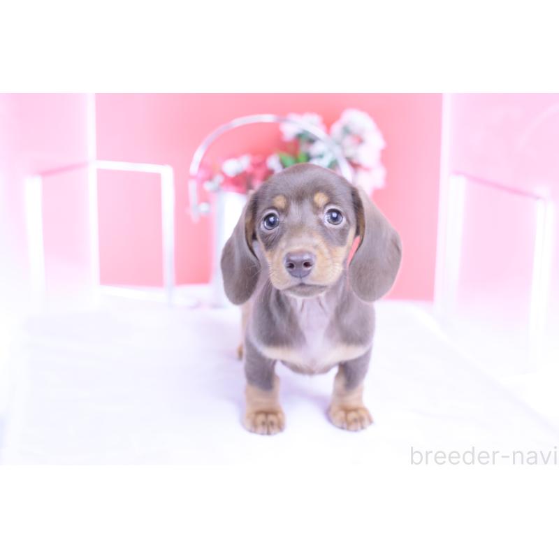 商談中の愛知県のカニンヘンダックスフンド(スムースヘアード)-421658の13枚目