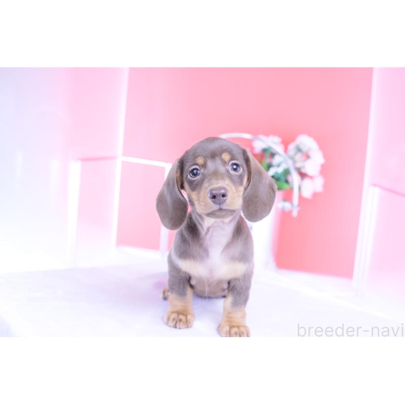 商談中の愛知県のカニンヘンダックスフンド(スムースヘアード)-421658の12枚目