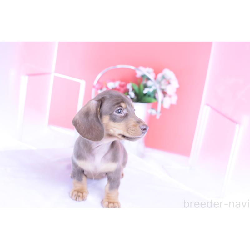 商談中の愛知県のカニンヘンダックスフンド(スムースヘアード)-421658の11枚目