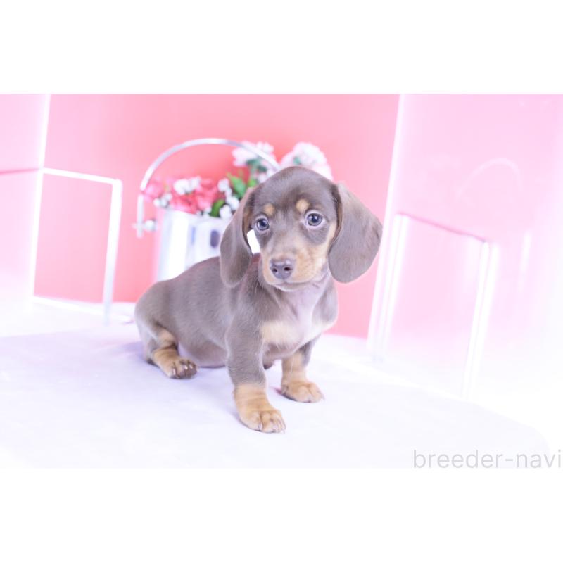 商談中の愛知県のカニンヘンダックスフンド(スムースヘアード)-421658の9枚目