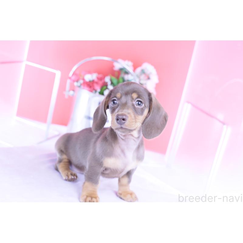 商談中の愛知県のカニンヘンダックスフンド(スムースヘアード)-421658の8枚目