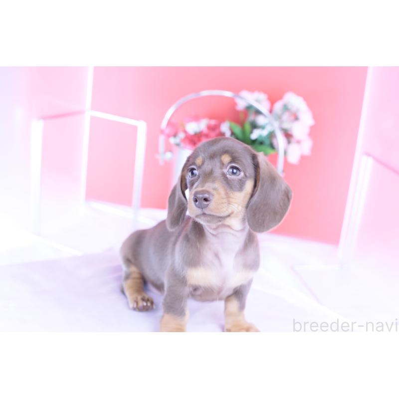 商談中の愛知県のカニンヘンダックスフンド(スムースヘアード)-421658の7枚目