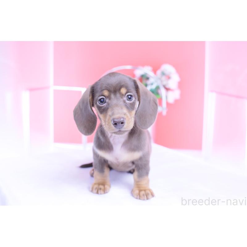 商談中の愛知県のカニンヘンダックスフンド(スムースヘアード)-421658の4枚目