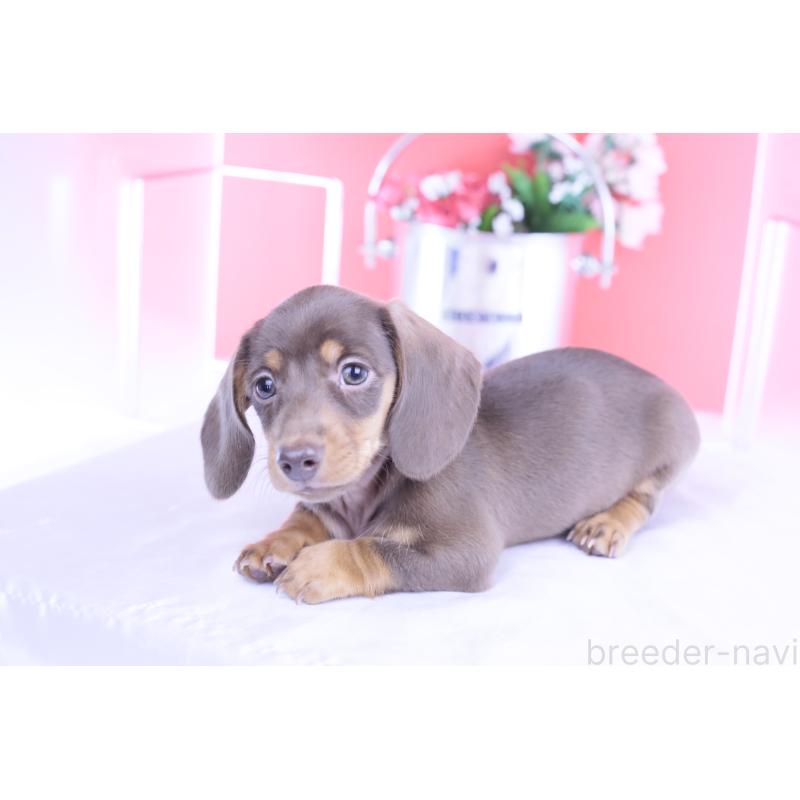 商談中の愛知県のカニンヘンダックスフンド(スムースヘアード)-421658の2枚目