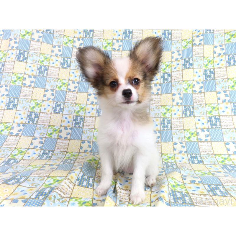 販売中の千葉県のパピヨン-416477の15枚目