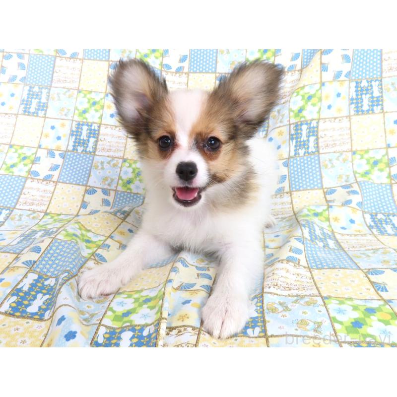 販売中の千葉県のパピヨン-416477の13枚目