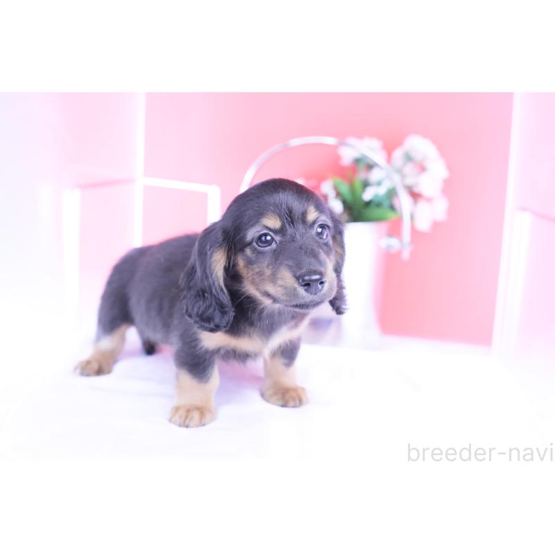 販売中の愛知県のカニンヘンダックスフンド(ロングヘアード)-422277の15枚目