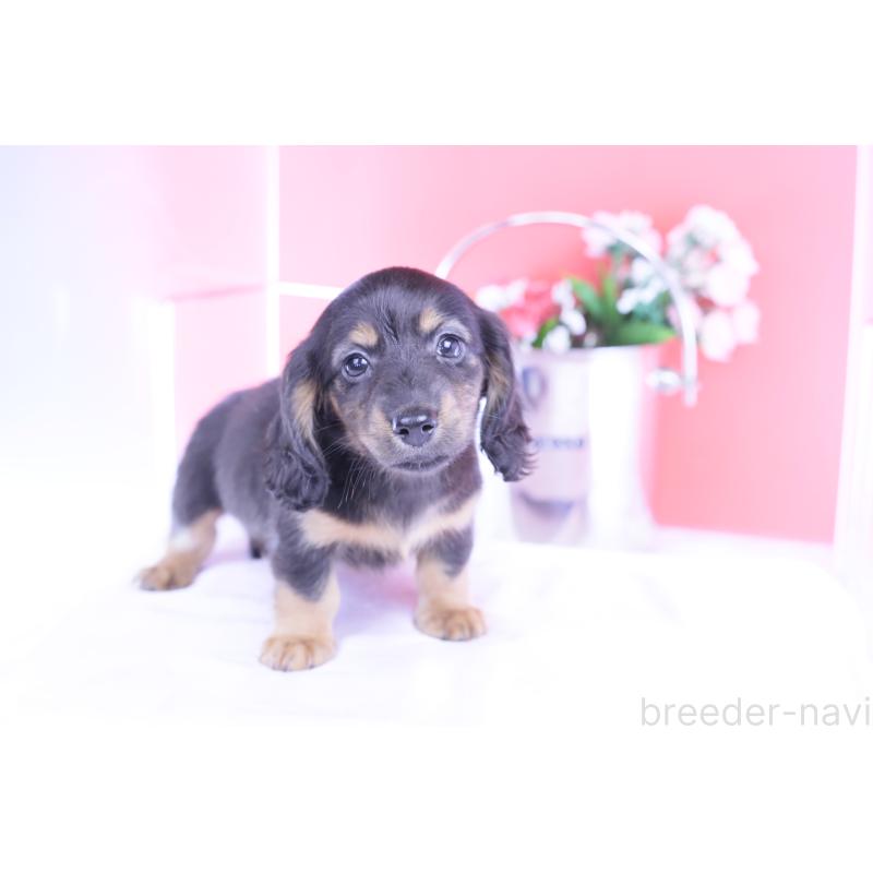 販売中の愛知県のカニンヘンダックスフンド(ロングヘアード)-422277の14枚目