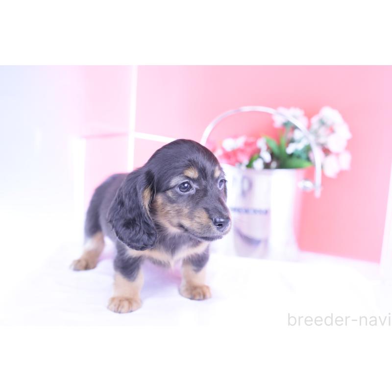 販売中の愛知県のカニンヘンダックスフンド(ロングヘアード)-422277の13枚目