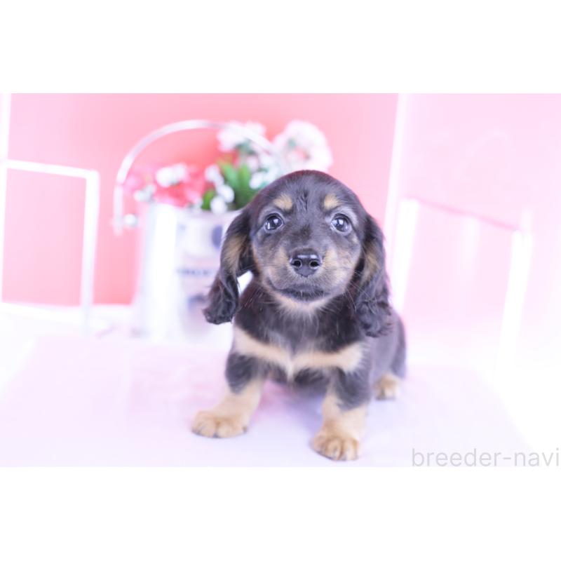 販売中の愛知県のカニンヘンダックスフンド(ロングヘアード)-422277の12枚目