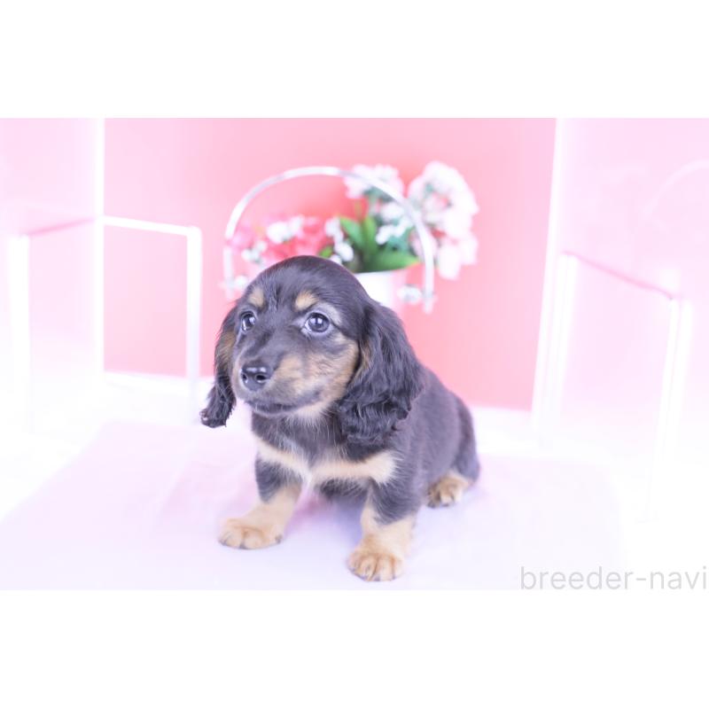 販売中の愛知県のカニンヘンダックスフンド(ロングヘアード)-422277の11枚目