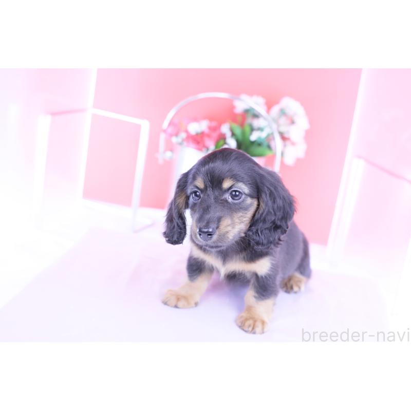 販売中の愛知県のカニンヘンダックスフンド(ロングヘアード)-422277の10枚目