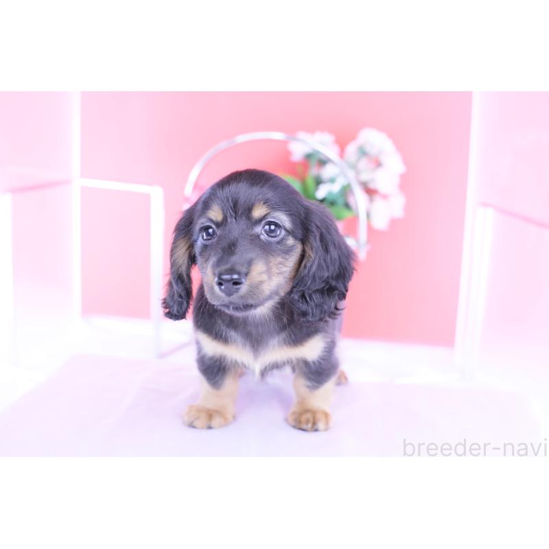 販売中の愛知県のカニンヘンダックスフンド(ロングヘアード)-422277の9枚目